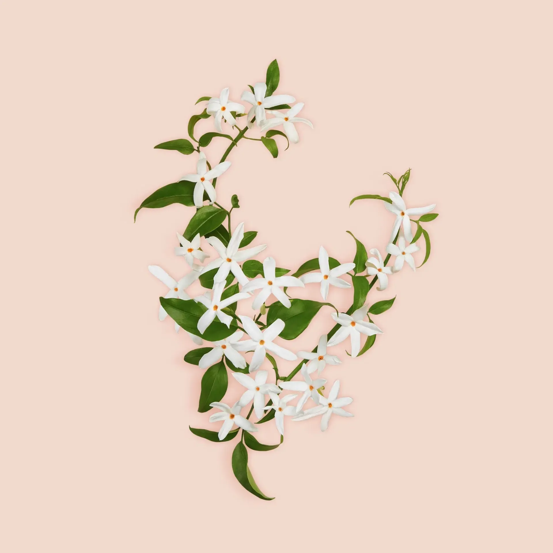 Gucci Hajuvedet<Bloom Parfum tuoksu 30 ml